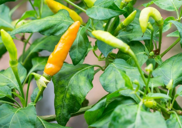 A Datil paprika - St. Augustine | Secret World Trip Planner