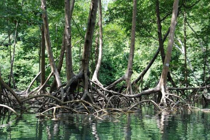 Hutan Bakau Di Mumbaia Bakau Biasanya Meru Secret World
