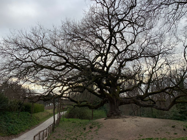 ແມ່ມົດ Oak - Capannori | Secret World Trip Planner