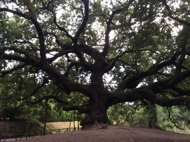 ແມ່ມົດ Oak - Capannori | Secret World Trip Planner