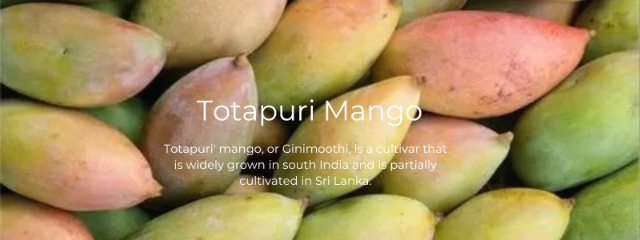 Totapuri-mangoen — Andhra Pradesh