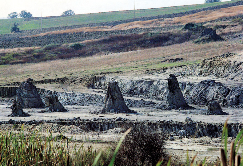 Dunarobba fossil forest