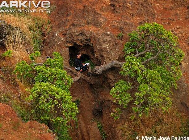 Dendroseris neriifolia na otoku Robinson Crusoe - Robinson Crusoe Island | Secret World Trip Planner
