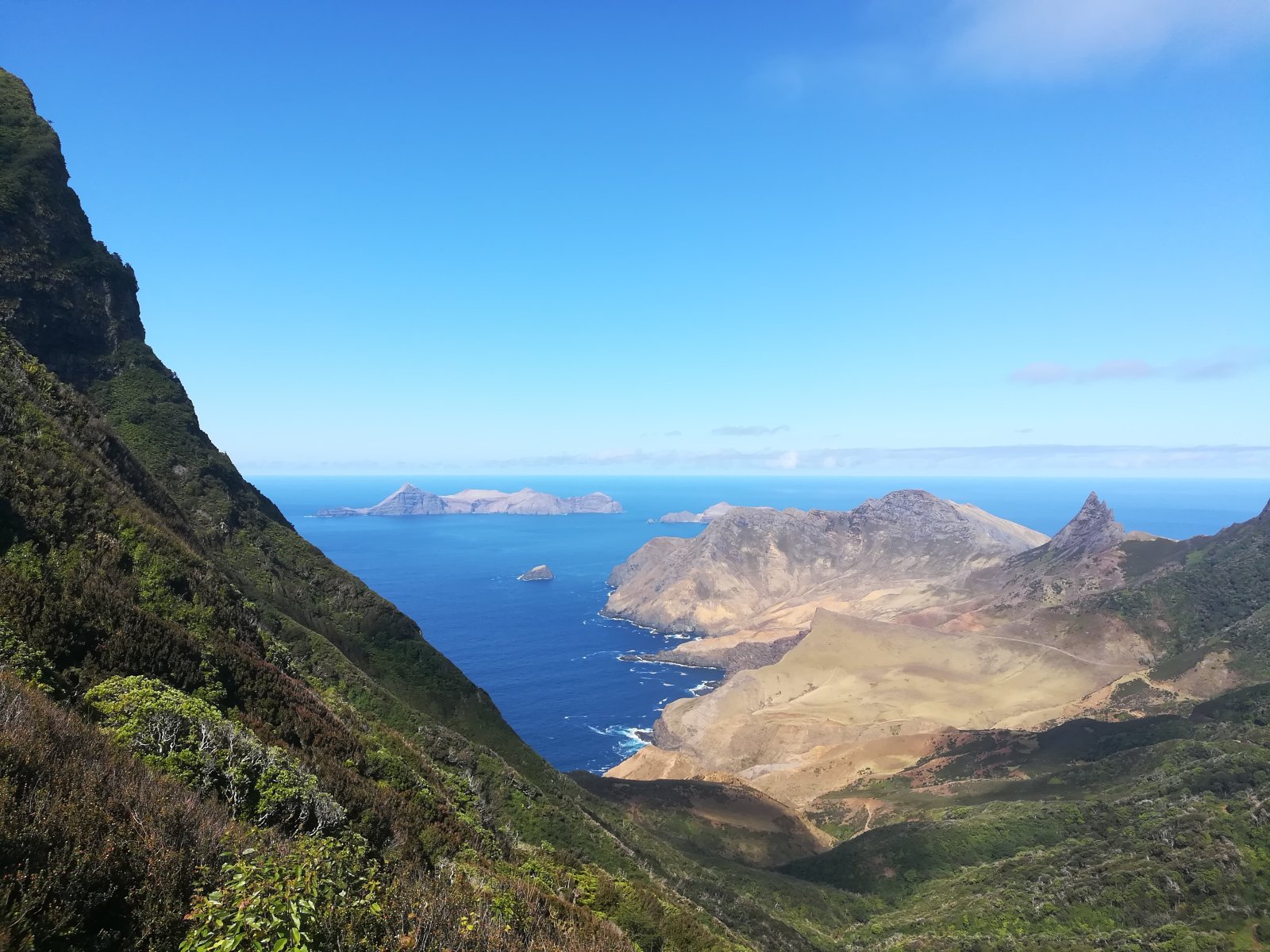 Dendroseris neriifolia na otoku Robinson Crusoe - Robinson Crusoe Island | Secret World Trip Planner