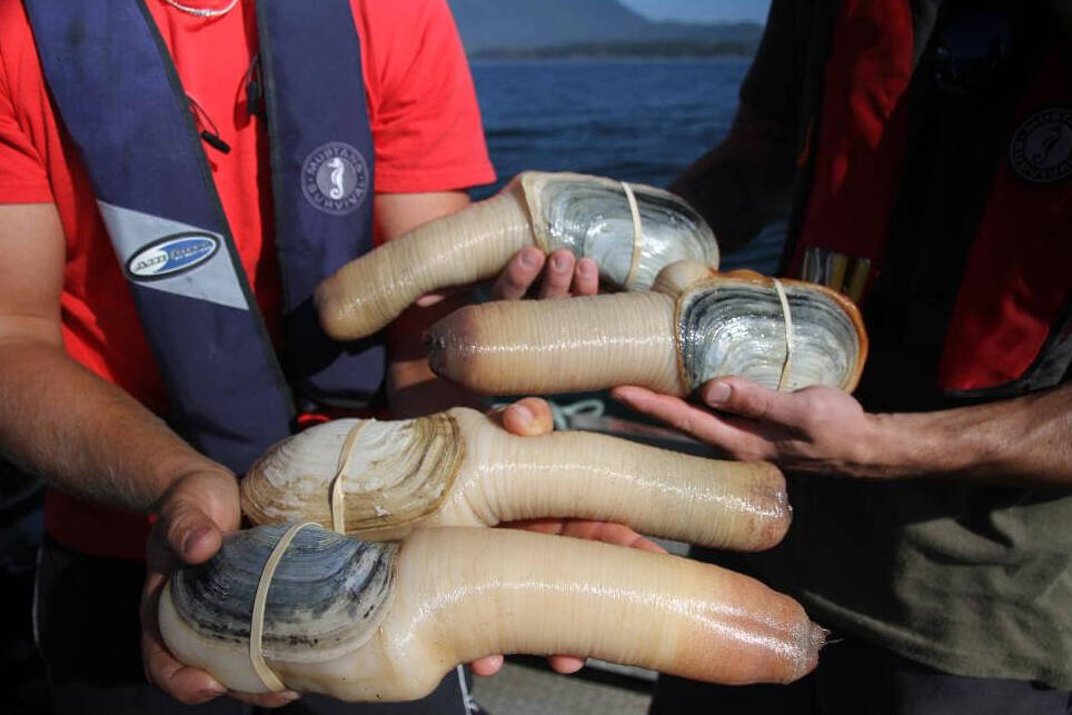 Geoduk – dunyodagi eng katta mollyuska - Alaska | Secret World Trip Planner