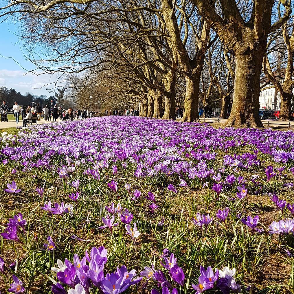 A wonderful Crocus Carpet in Kasprowicza Park in Szczecin: a city park that earns the journey