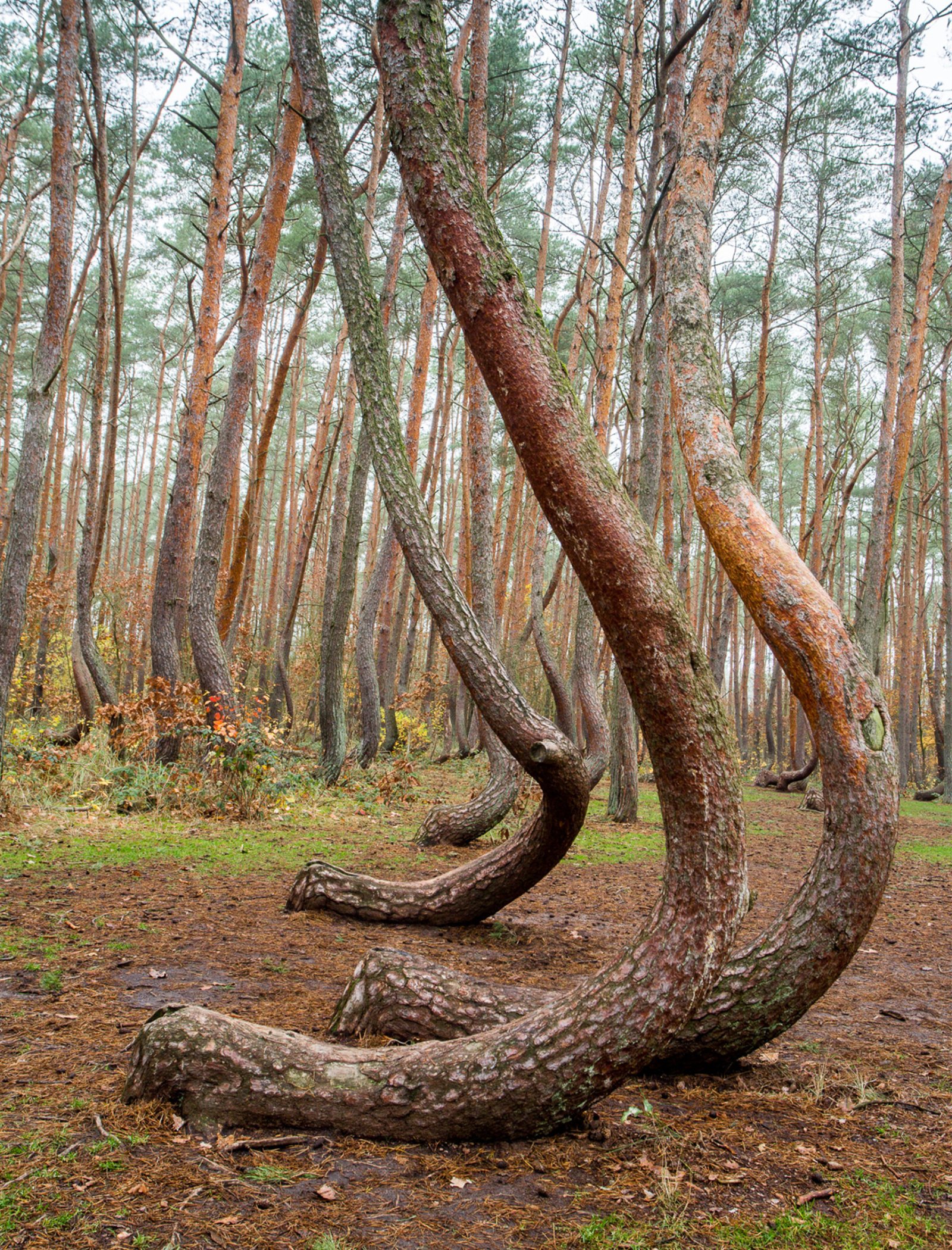 Der krumme Wald (polnisch: Krzywy Las) - Nowe Czarnowo | Secret World Trip Planner