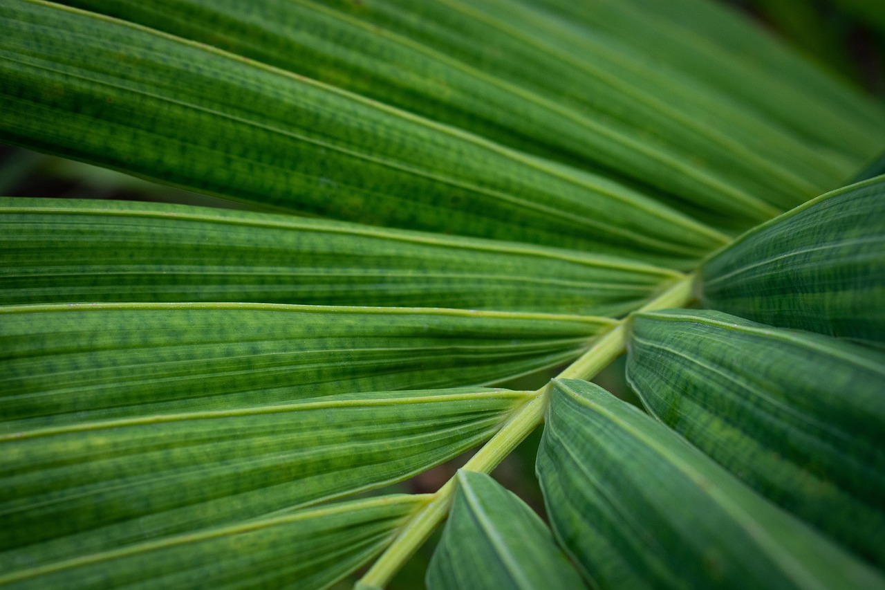 הגן הבוטני של מונטריאול - Montréal | Secret World Trip Planner