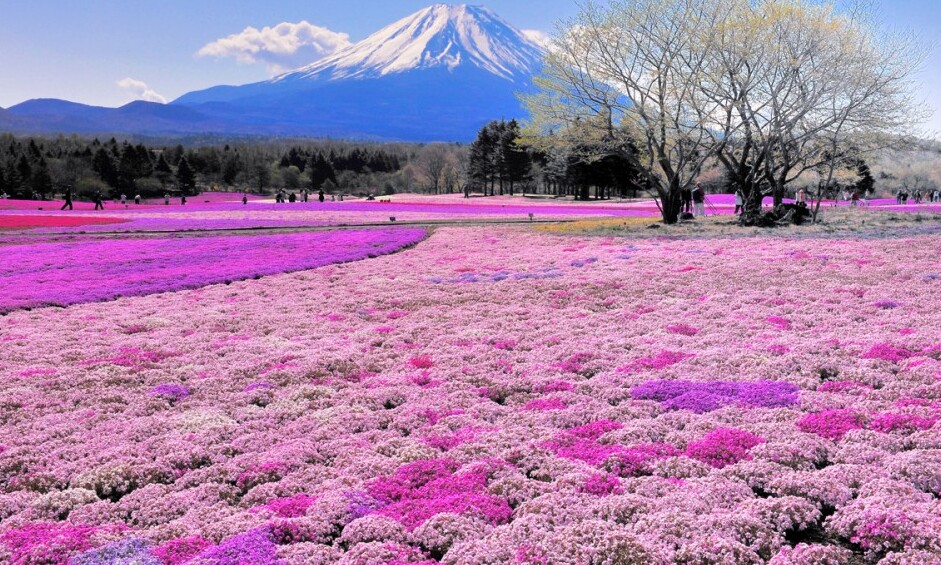 Công Viên Hitachi - Hitachinaka | Secret World Trip Planner