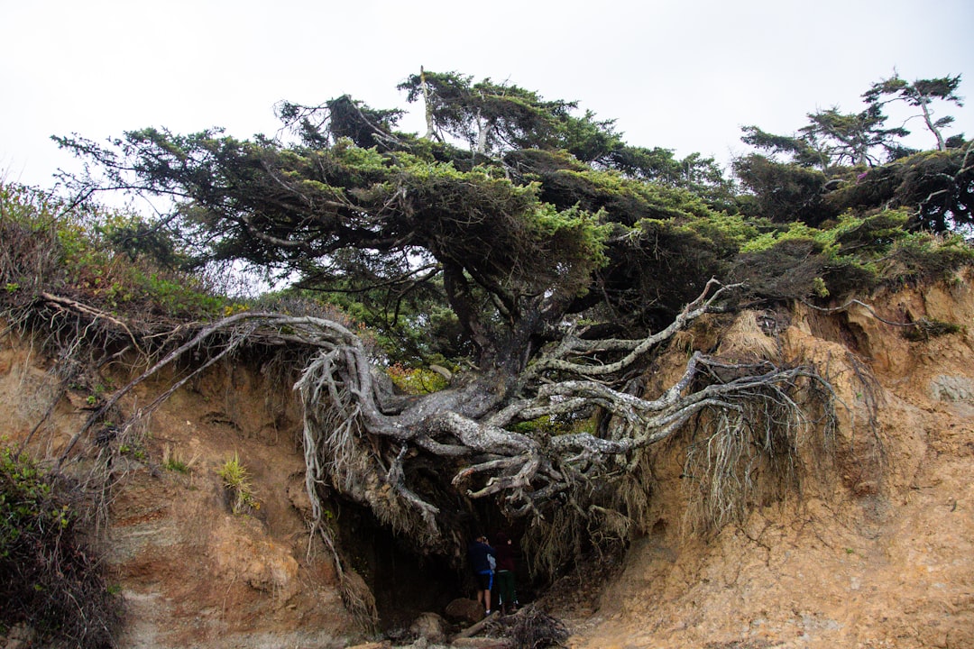 অবিশ্বাস্য গাছ যে স্থল অধীনে বৃদ্ধি-পিয়াল - Bacoli | Secret World Trip Planner