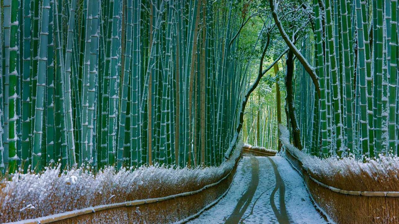 Sagano - indah hutan bambu - Kyoto | Secret World Trip Planner