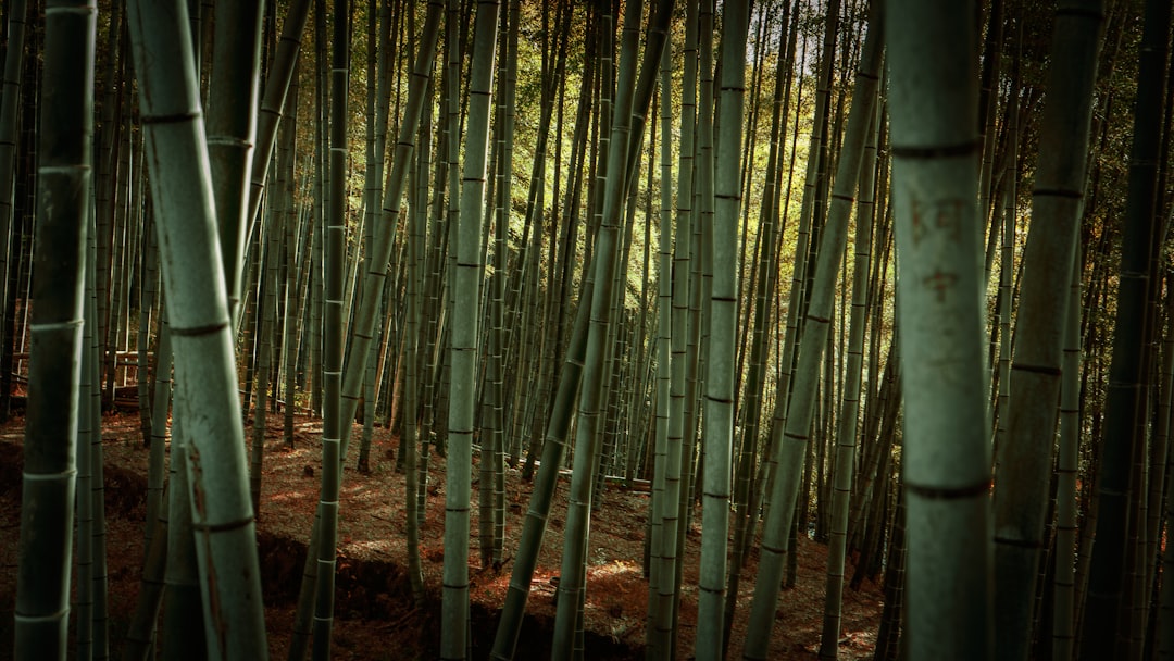 Sagano - indah hutan bambu - Kyoto | Secret World Trip Planner