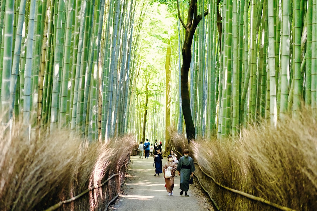 Sagano - indah hutan bambu - Kyoto | Secret World Trip Planner