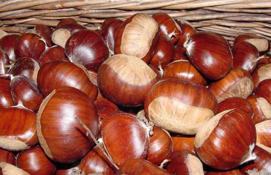 Montella Chestnut I.G.P.