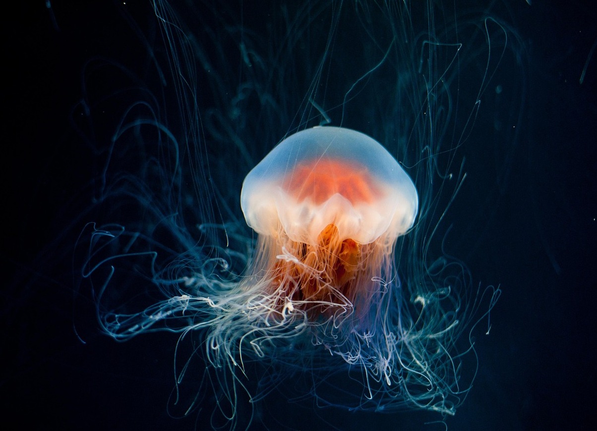 Taraporewala Akvariumas, seniausias Indijos akvariumas - Mumbai | Secret World Trip Planner