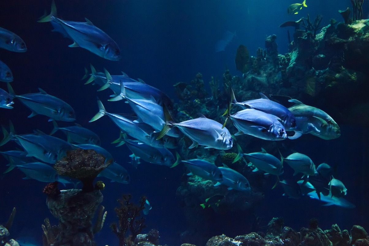 Taraporewala Akvariumas, seniausias Indijos akvariumas - Mumbai | Secret World Trip Planner