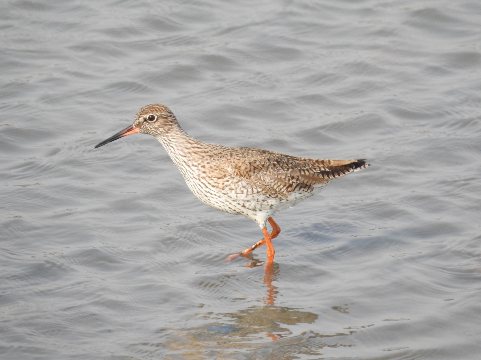 Sewri Jetty yra populiarus birdwatching vaidentis Mumbajuje - Mumbai | Secret World Trip Planner