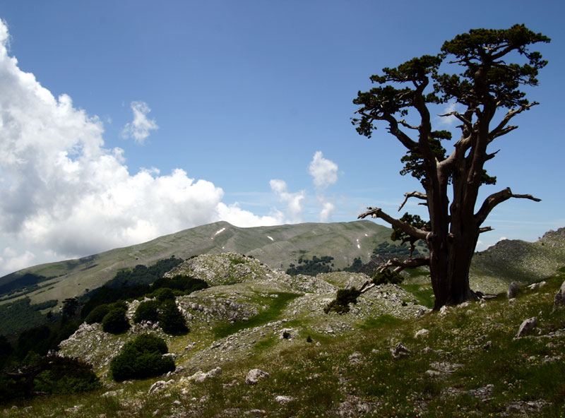 Pollino parkea