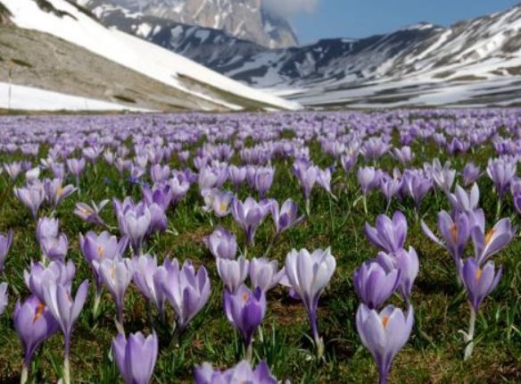 Navelli-Safran - Navelli | Secret World Trip Planner