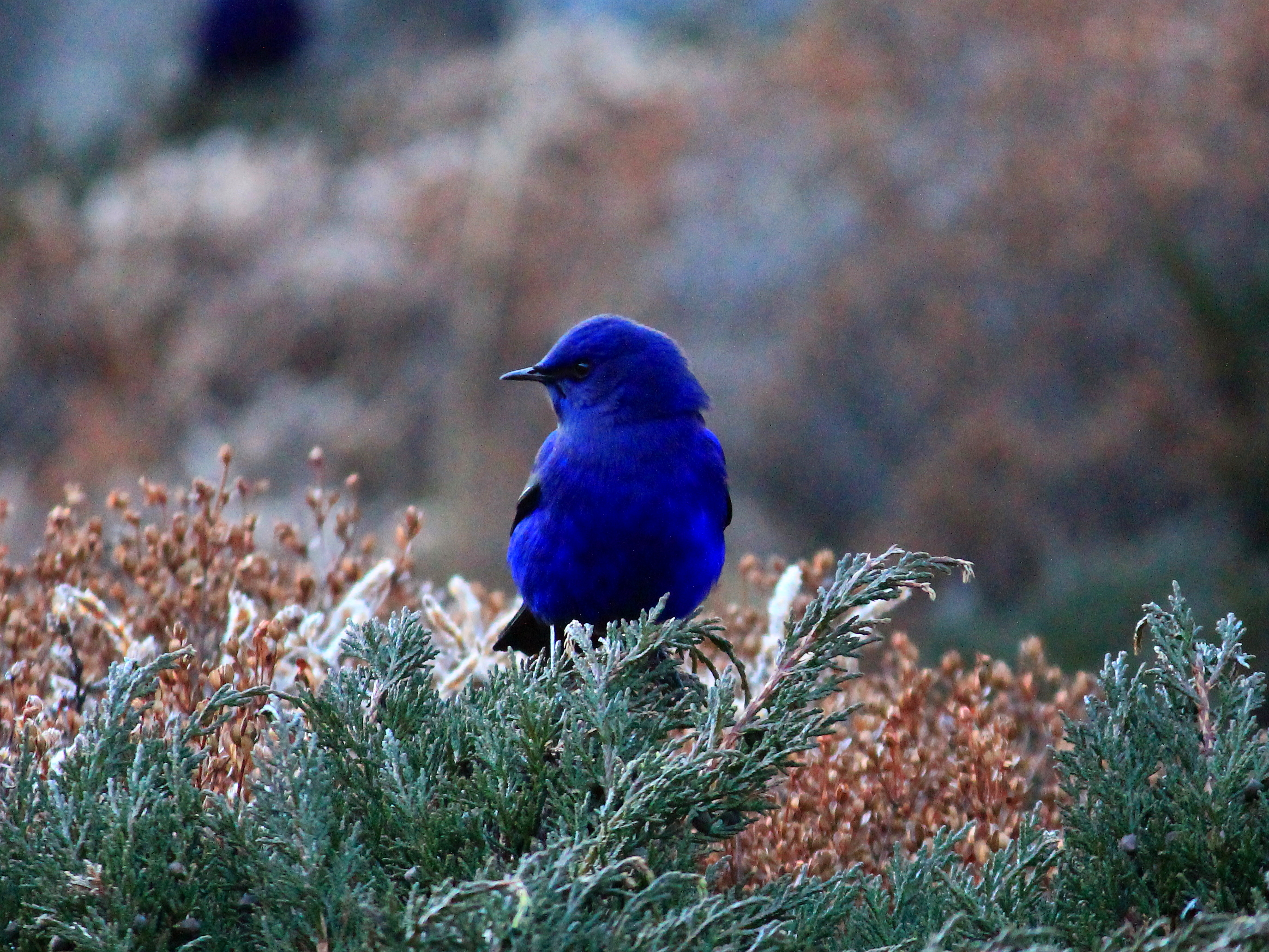 Goechala Trek - El mejor trekking de la India - Goecha La Trek | Secret World Trip Planner