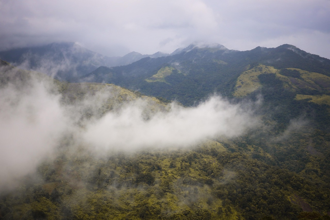 India: Coffee plantations in Wayanad - Distretto di Wayanad | Secret World Trip Planner