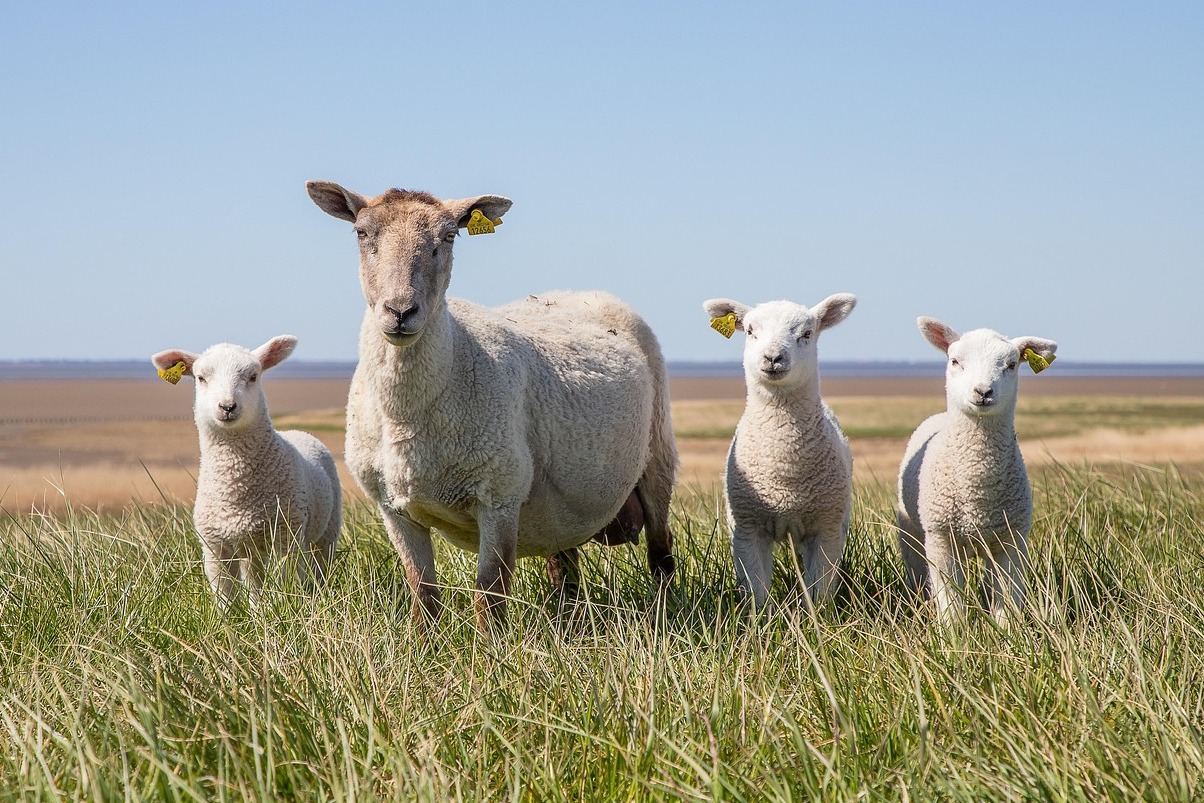 Tory Island on the west coast of County Donegal - Tory Island | Secret World Trip Planner