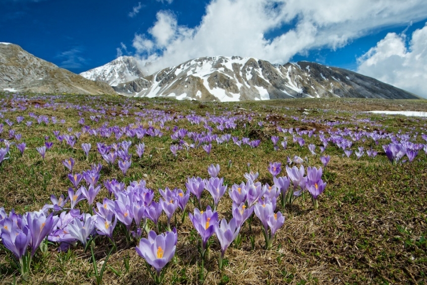 Σαφράν, το πιο ακριβό μπαχαρικό στον κόσμο - Navelli | Secret World Trip Planner