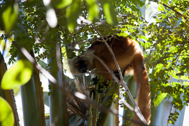 Lokobe Nature Reserve - Ampasipohy | Secret World Trip Planner