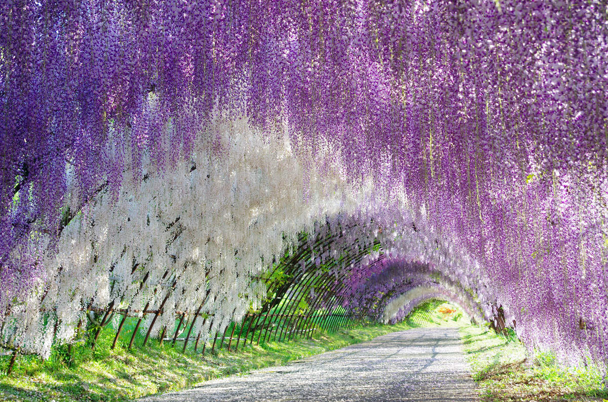 紫藤花隧道 川地富士花园 Secret World