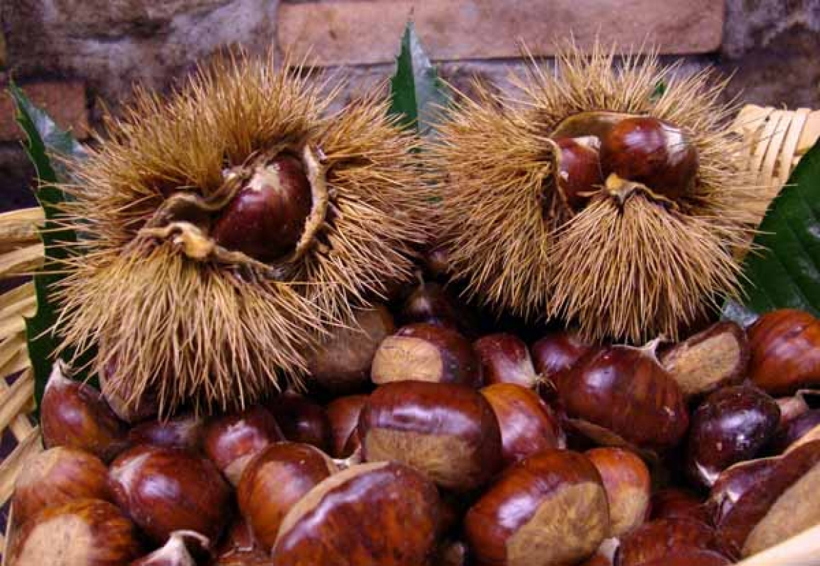 ಕ್ಯಾಸ್ಟಗ್ನಾ ಕು ...