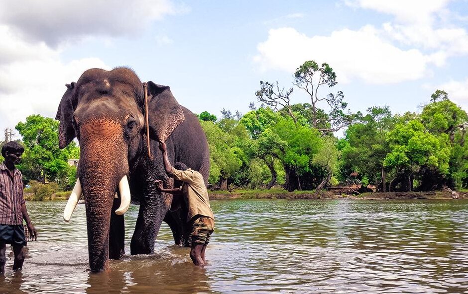 Acampamento de Elefantes de Dubare em Coorg - Rangasamudra | Secret World Trip Planner