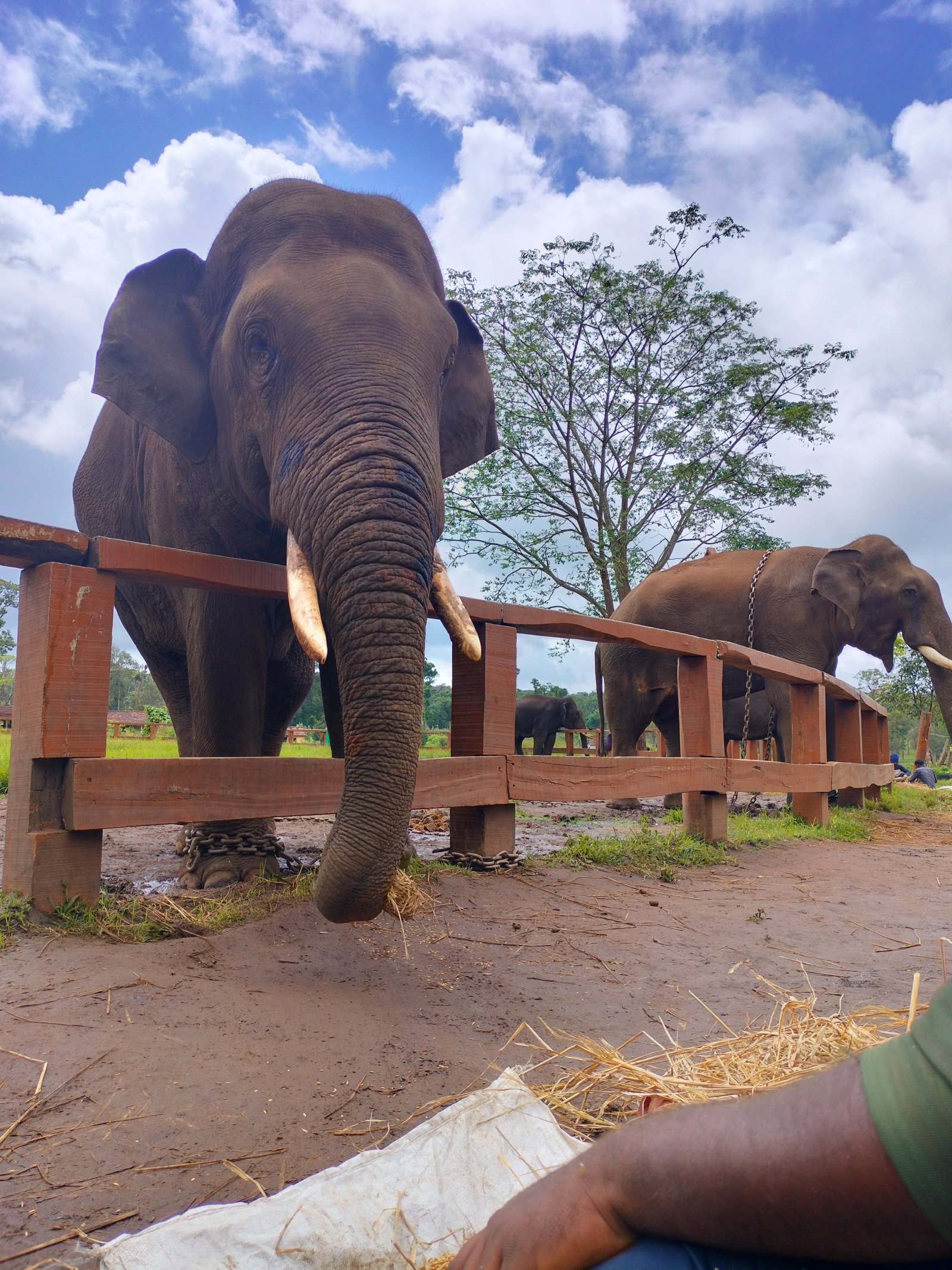 Acampamento de Elefantes de Dubare em Coorg - Rangasamudra | Secret World Trip Planner