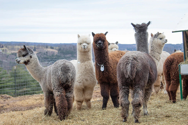 Grilled alpaca - Arica | Secret World Trip Planner