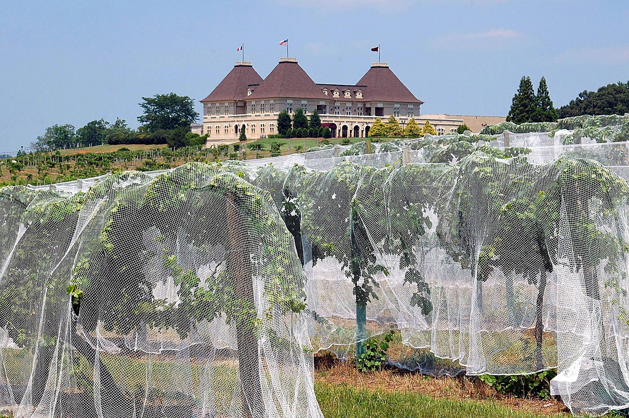 Louis M. Martini Winery i Napa Valley - Saint Helena | Secret World Trip Planner