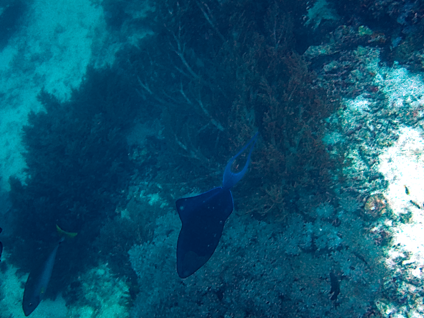 Ilha Panglao, o maior local de mergulho da ilha Bohol - Isola di Panglao | Secret World Trip Planner