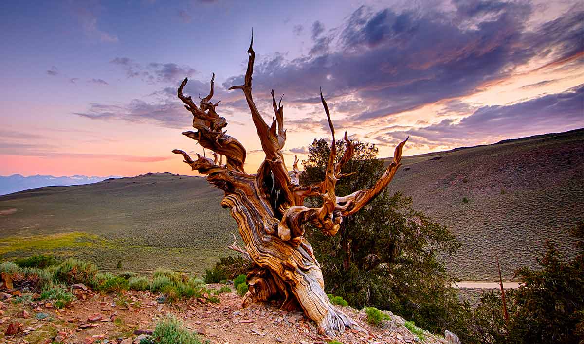 12年まで Methuselahは世界で最も古い木でした Secret World