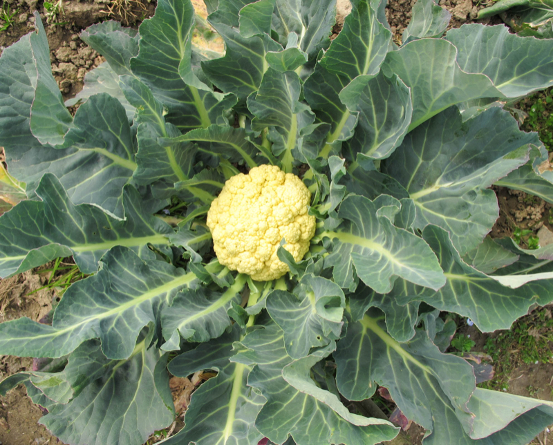 Broccoli of Bassano
