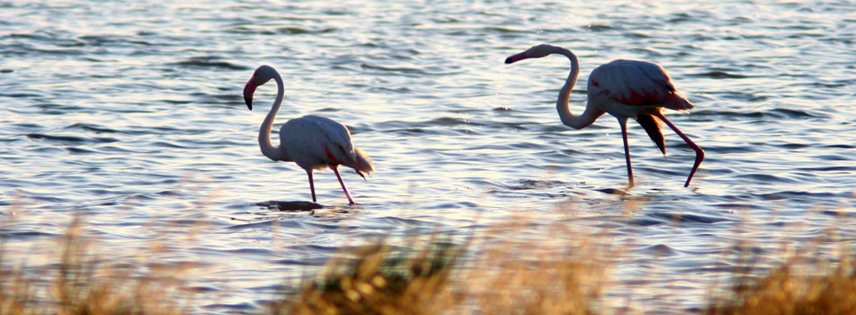 Přírodní rezervace Salina di Cervia - 61 | Secret World Trip Planner