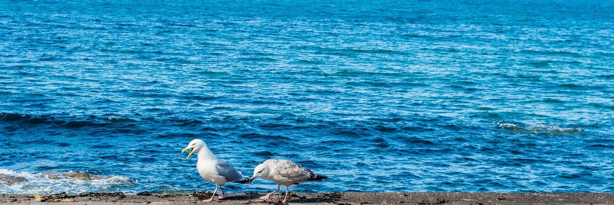 Situado ao pé da impoñentes penedos: Pennan - Pennan | Secret World Trip Planner