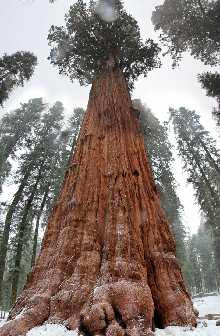 Pangkalahatang Sherman, ang higanteng punungkahoy ng sikwoya - Three Rivers | Secret World Trip Planner