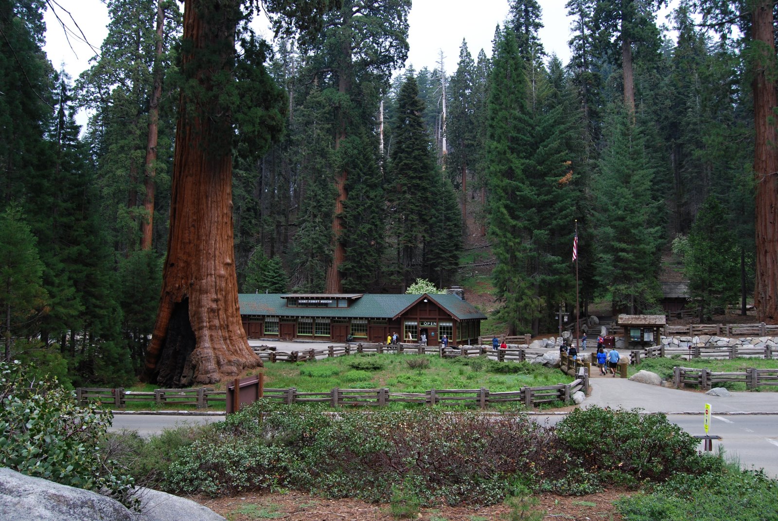 Ang higanteng kagubatan at ang higanteng redwoods - Three Rivers | Secret World Trip Planner