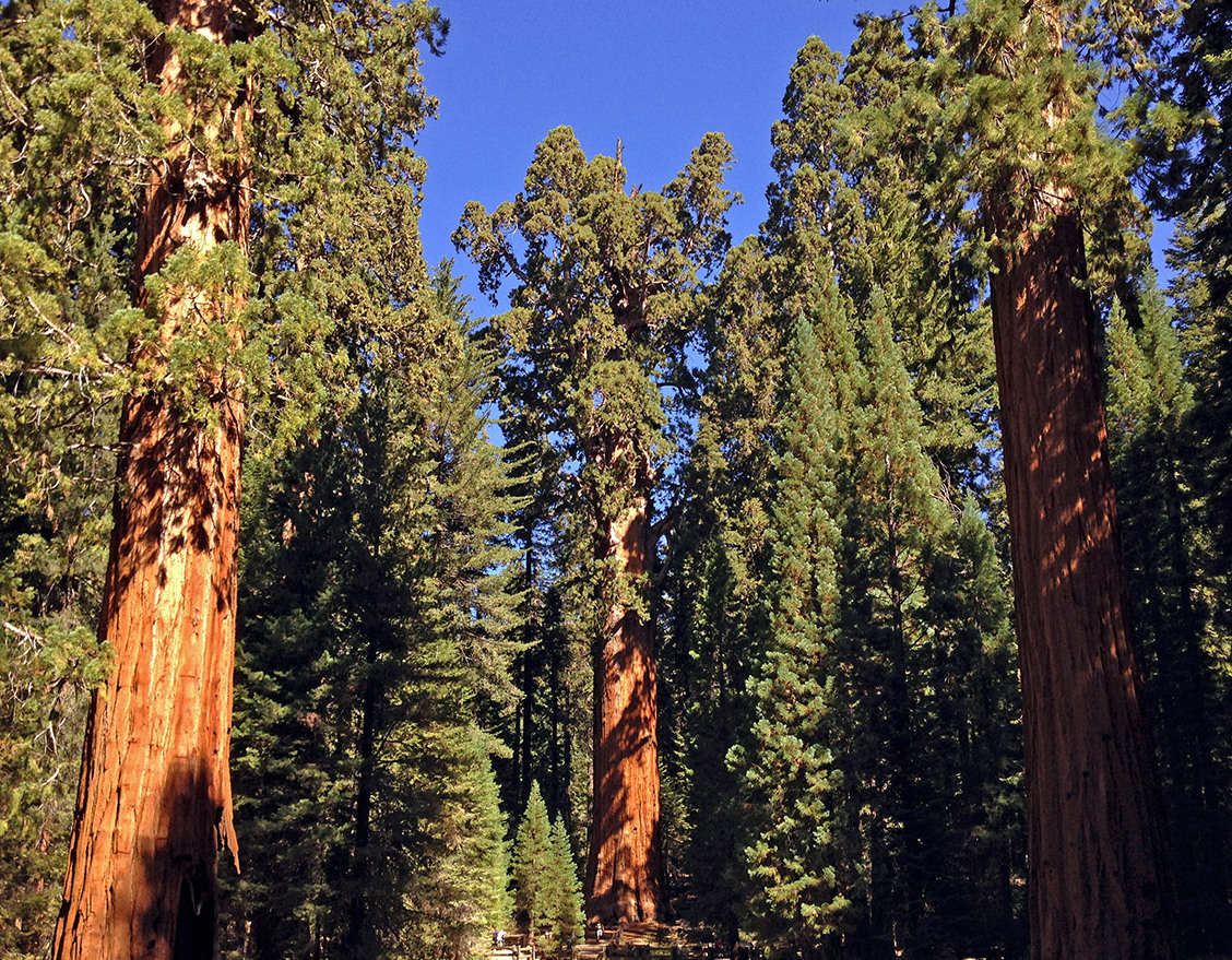 Tatlong Ilog: Ang Giant Kagubatan - Three Rivers | Secret World Trip Planner