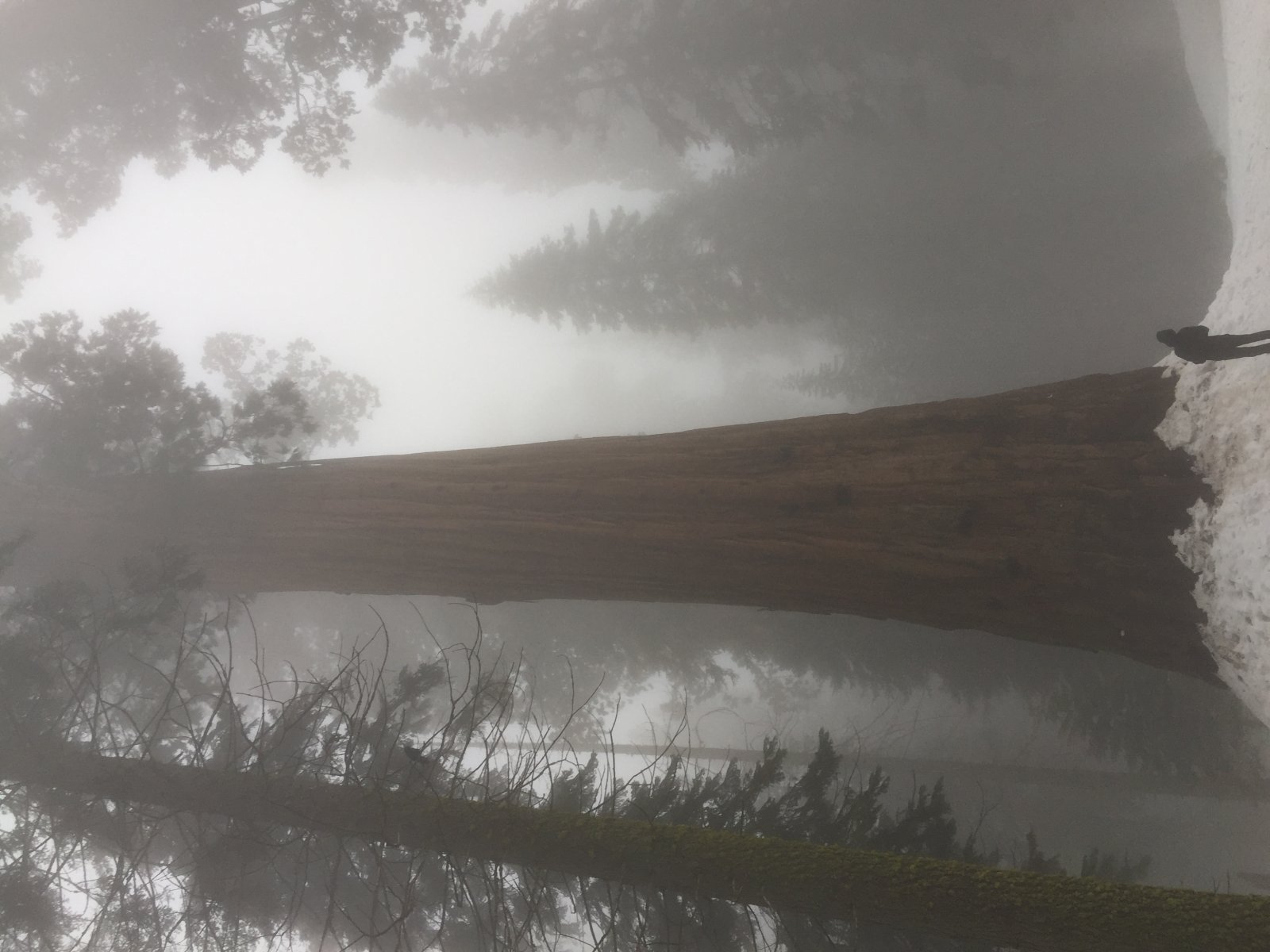 Tatlong Ilog: Ang Giant Kagubatan - Three Rivers | Secret World Trip Planner