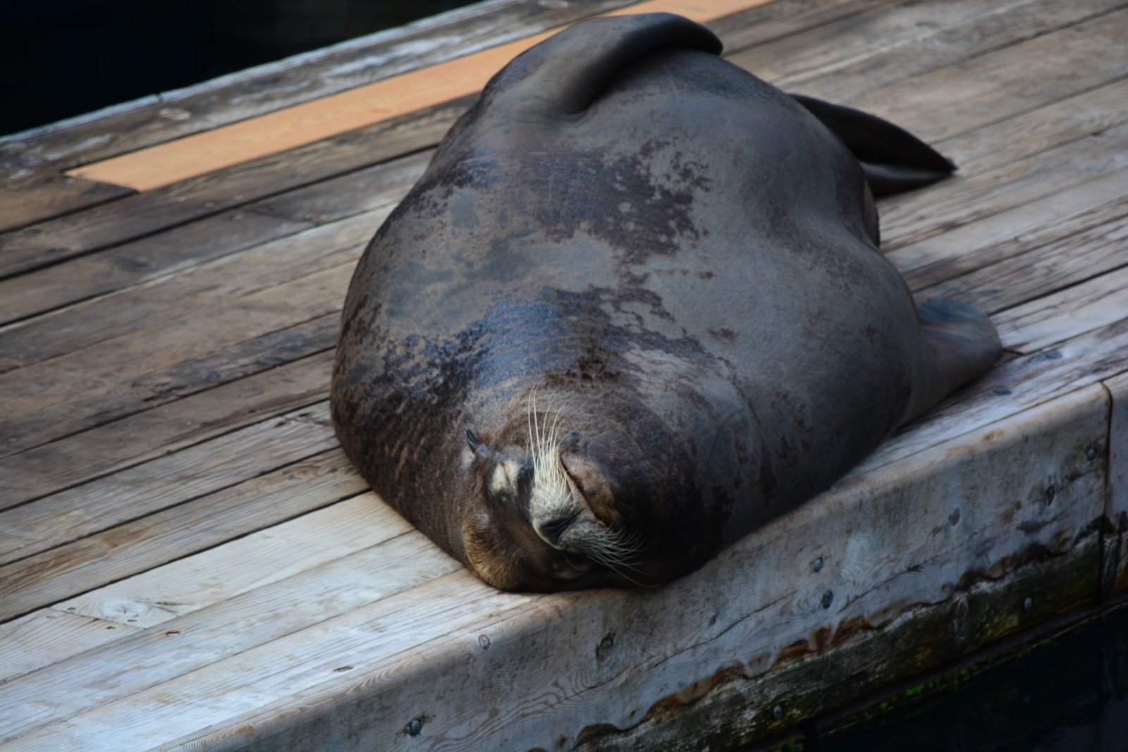 The Vancouver Aquarium - Vancouver | Secret World Trip Planner