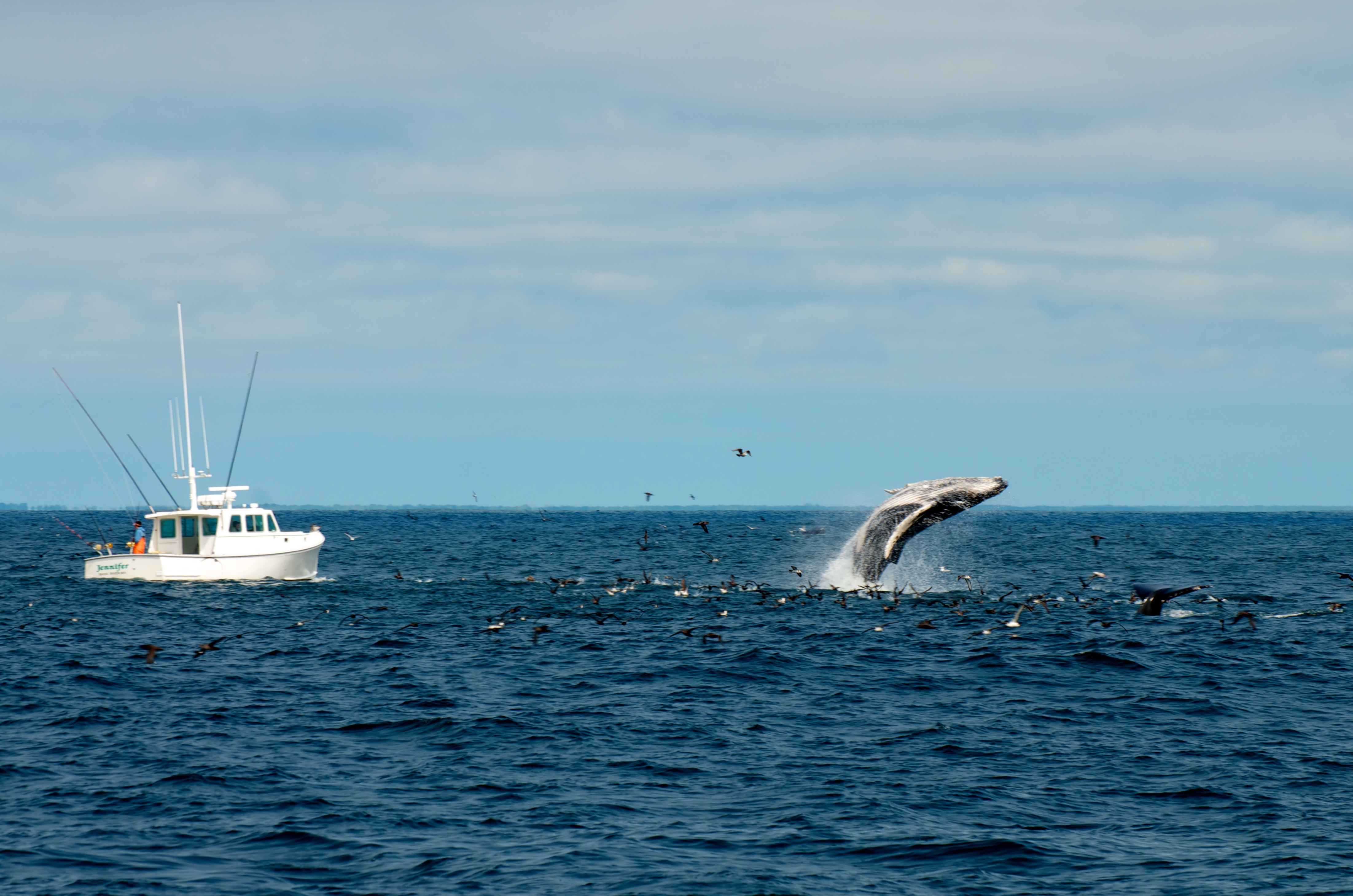 Stellwagen Bank National Marine Sanctuary (NMS): dove le balene tornano ogni anno
