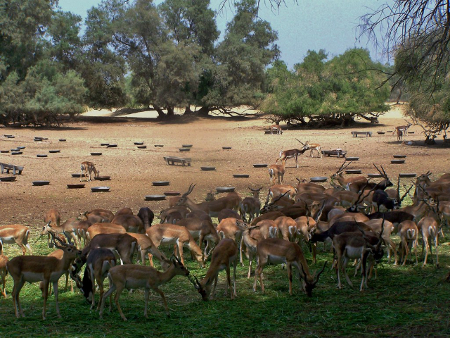 Parque Nacional de Lal Suhanra