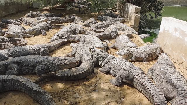 Mangho Pir, maison des crocodiles - Karachi | Secret World Trip Planner