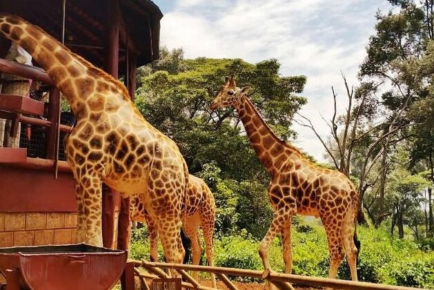 Centrum żyrafy w Nairobi - Nairobi | Secret World Trip Planner