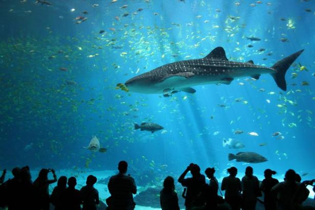 Das Vancouver Aquarium Secret World