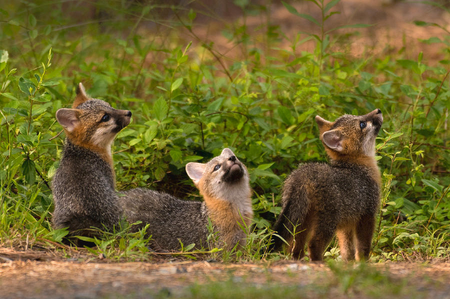 Foresta nazionale di Uwharrie - Troy | Secret World Trip Planner